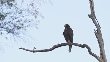 a buteo hawk resting on a branch of a dead tree looking around for prey surrounded by nature