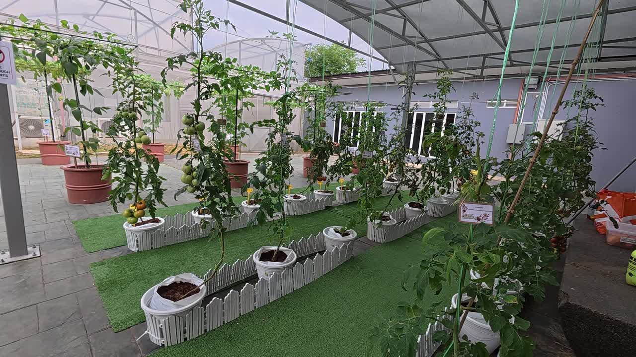 Tomato plants grow in pots, climbing support stakes. These well-tended plants serve as both produce and decorative elements, showcasing healthy growth.