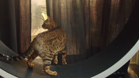 bengal cat walking on large cat wheel during sunset and suddenly surprised by a noise