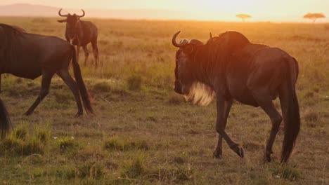 Masai-Mara-Wildebeest-Herd-on-Great-Migration-in-Africa,-Walking-on-Savannah-between-Maasai-Mara-in-Kenya-and-Serengeti-in-Tanzania,-African-Wildlife-Animals-at-Sunrise