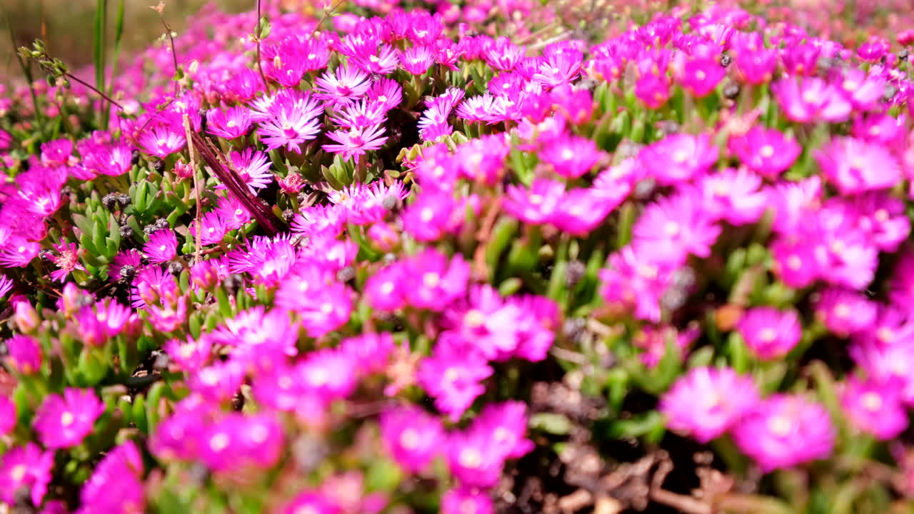 Vivid pink delosperma iceplant flowers ground cover in Overberg, shallow focus