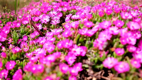 vivid pink delosperma iceplant flowers ground cover in overberg, shallow focus