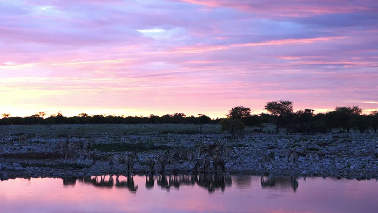 Zebras in an incredible purple and pink sunset in okaukuejo waterhole at Etosha Etosha National Park. Namibia. African safari.