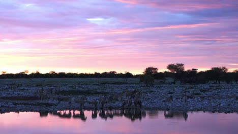 zebras in an incredible purple and pink sunset in okaukuejo waterhole at etosha etosha national park. namibia. african safari.