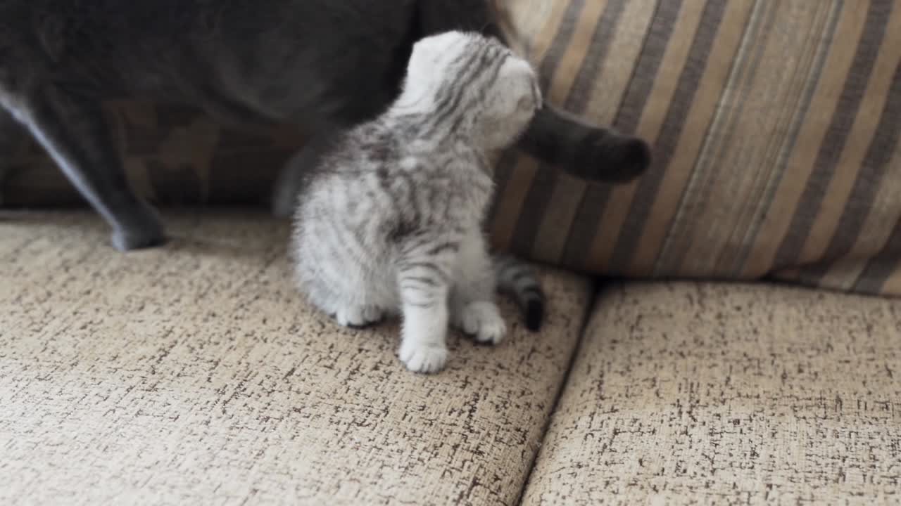Gattino Scottish Fold morde un gatto per la coda.