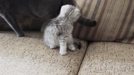 scottish fold kitten bites a cat by the tail