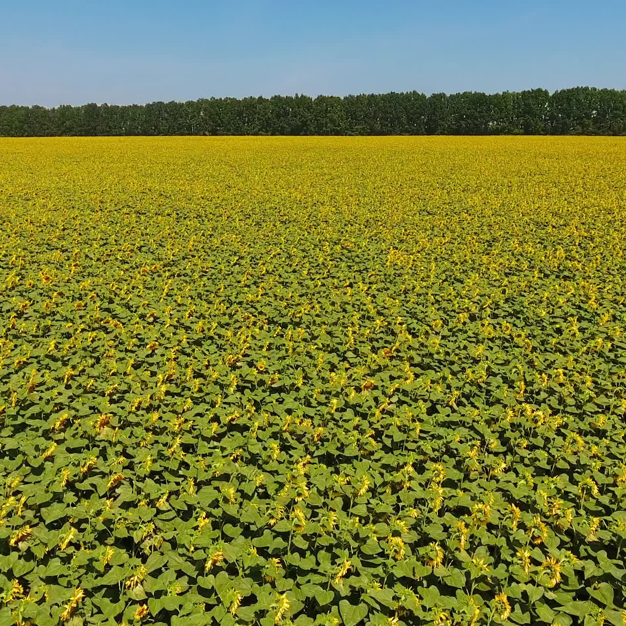 Bright sunflower field on sunny summer day. Flying quickly over the seed flower plantation. Blue sky background