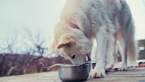 dog eating fish as its meal - close up shot