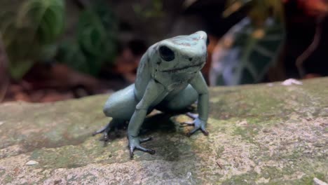 Frog-breathing,-close-up-shot