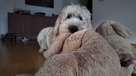 disparo en cámara lenta de un perro lindo mordiendo su juguete felizmente