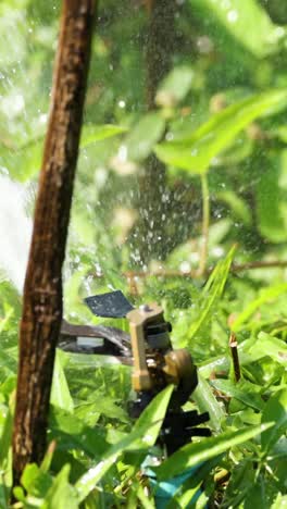 sprinkler watering plants in a sunny garden