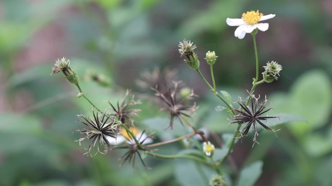 flores blancas y capullos florales en una brisa suave sobre hojas verdes de fondo