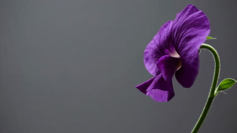 vibrant purple pansy against a grey background