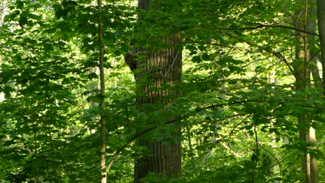 raccoon claws its way up a tree in the middle of the deciduous forest