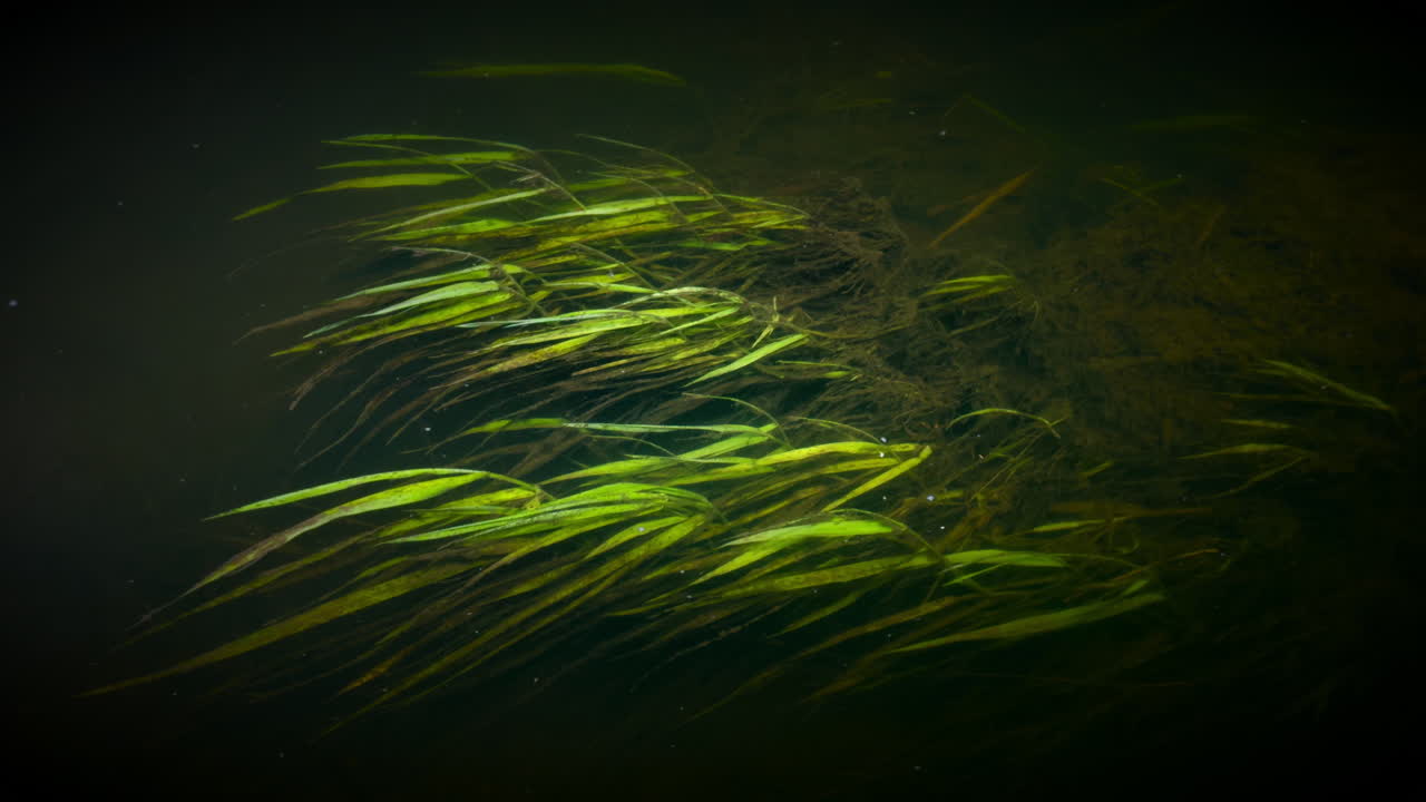 영국 워릭셔를 가로질러 흐르는 어두운 아로 강의 부드러운 흐름 속에서 흔들리는 강초.