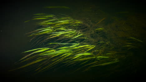 la hierba del río balanceándose en el suave flujo del río oscuro flecha que atraviesa warwickshire, inglaterra