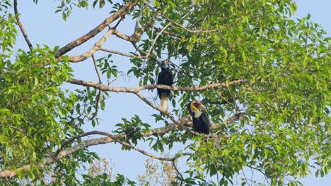 The-female-on-the-top-looking-around-while-the-male-below-looks-to-the-right,-Wreathed-Hornbill-Rhyticeros-undulatus-Male-Female,-Thailand