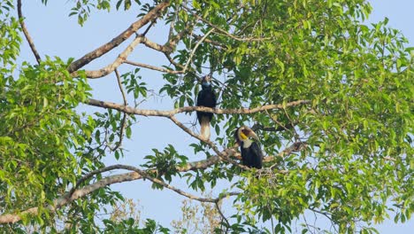 la hembra en la parte superior mirando a su alrededor mientras que el macho abajo mira a la derecha, coronado hornbill rhyticeros undulatus macho-hembra, tailandia