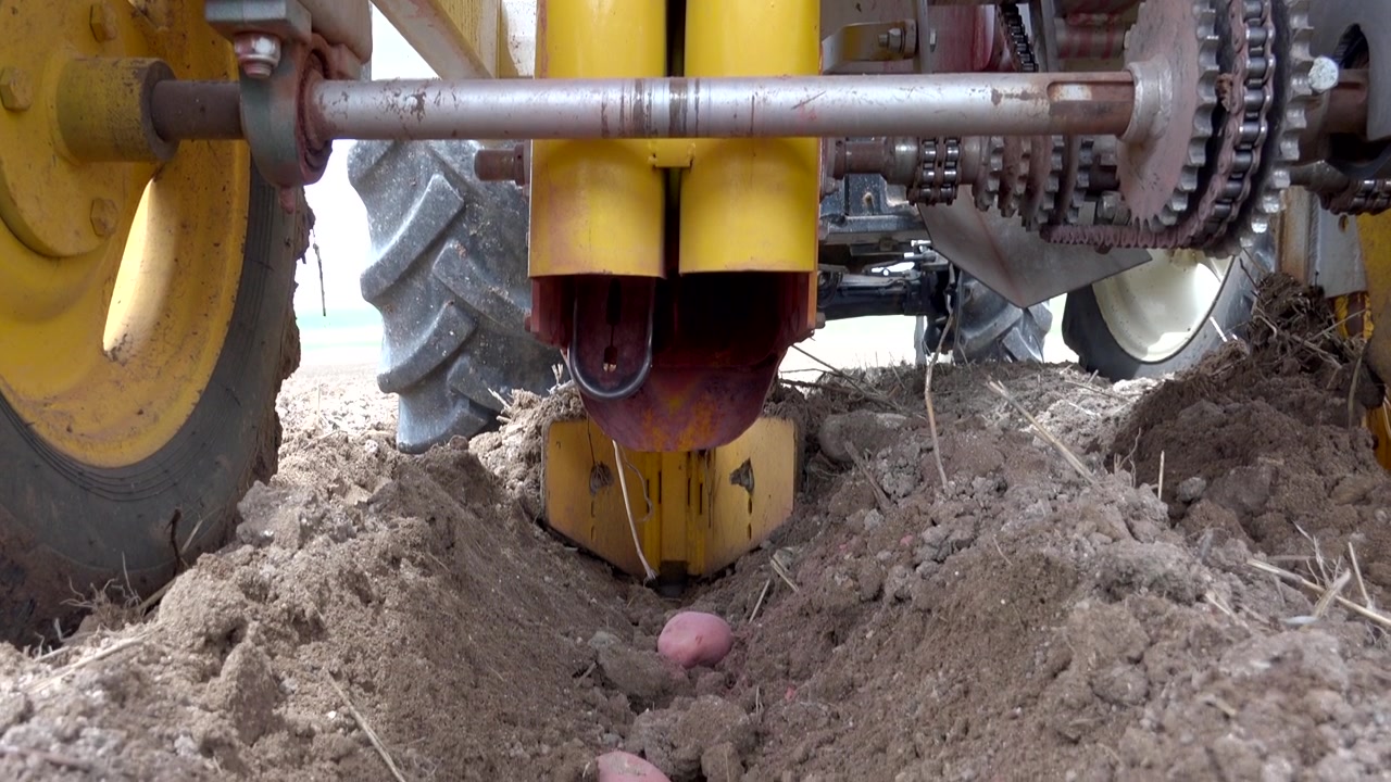 Máquina sembradora de patatas dejando caer patatas de siembra en el surco