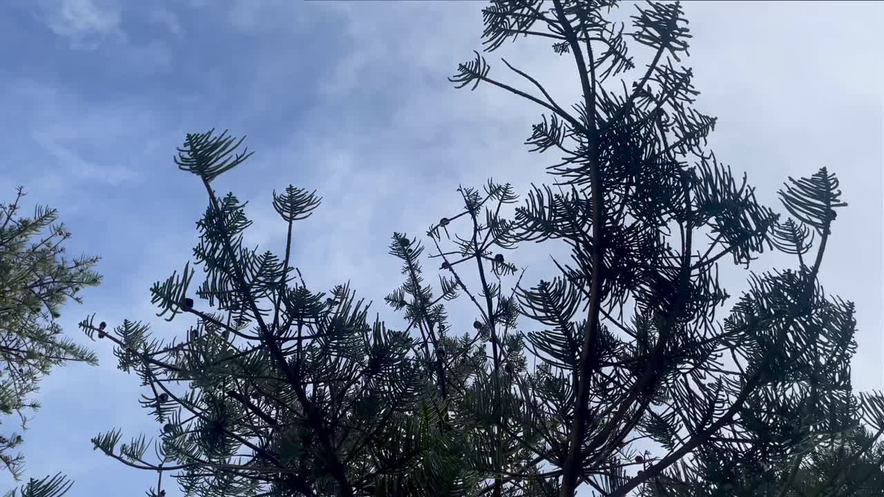 남아프리카 공화국의 모셀베이 (mosselbay) 에서 바람에 불어오는 소나무의 아래 풍경.