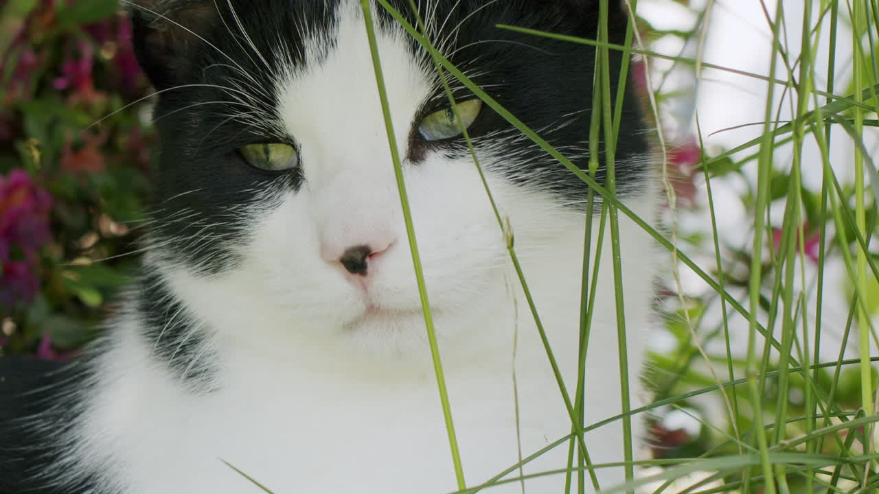 gato blanco y negro en la hierba