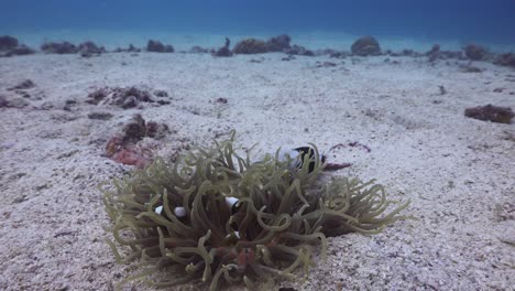 Saddleback-Anemonefish-family-on-small-anemone-in-the-sand-at-Koh-Tao,-Thailand