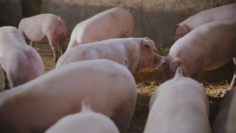 cerdos en un corral de granja