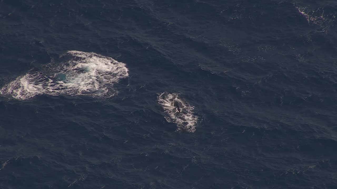 Humpback Whale Pod Breaching Indian Ocean Surface in Reunion France, Aerial