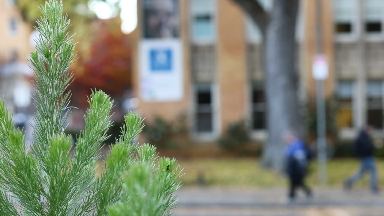 아데난토스 세리세우스 (adenanthus sericeus) 는 도시 배경이 흐릿합니다.