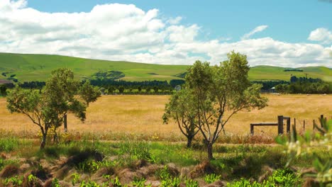 focus change with slow tracking from an olive branch to the olive grove