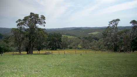 Una-Toma-Amplia-De-Un-Gran-árbol-De-Chipre-En-Tierras-Rurales-En-Victoria-Australia