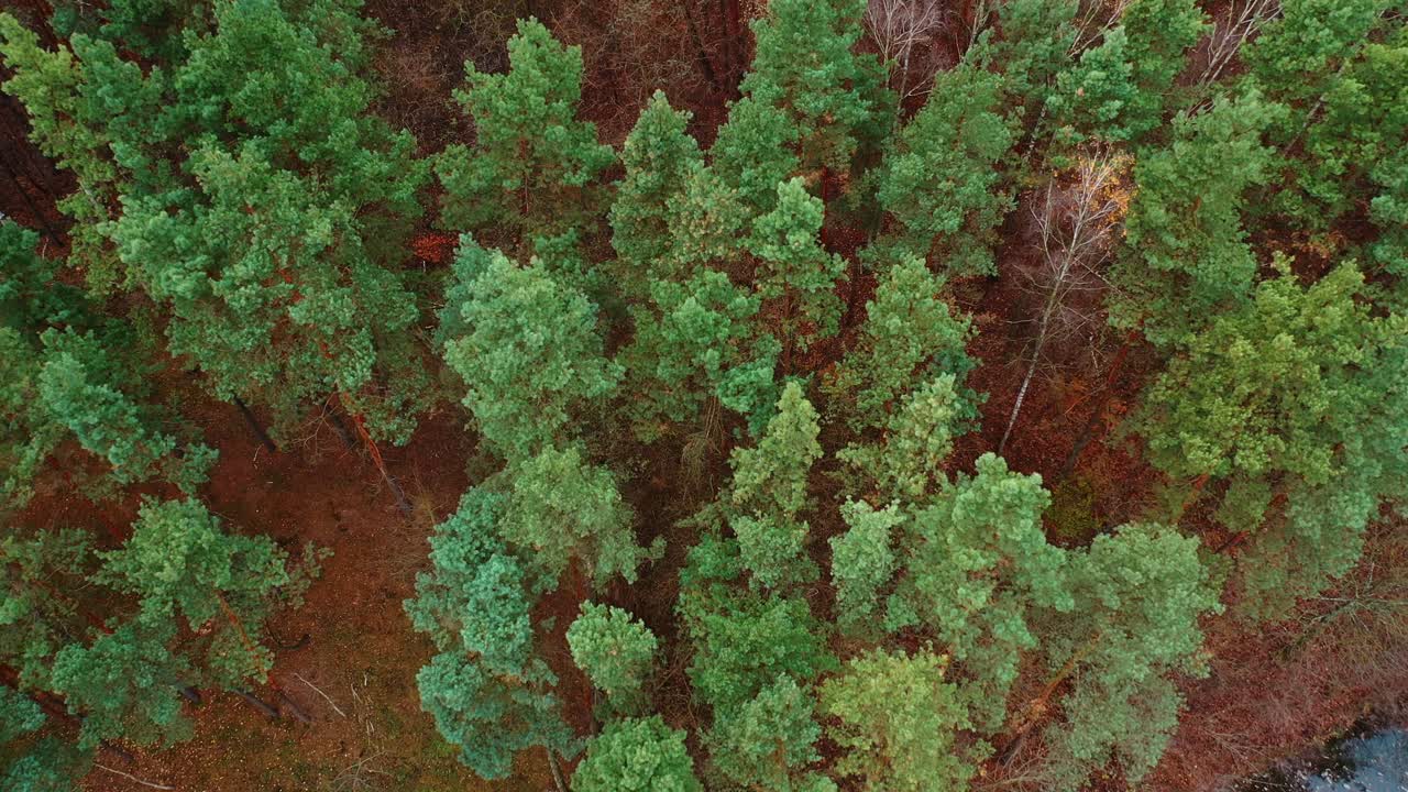 Trees top view. Beautiful view over the tops of forest trees
