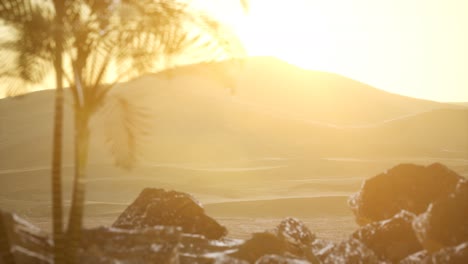 palms in desert at sunset