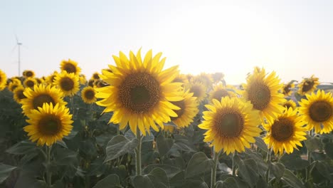 beautiful agricultural field with blooming sunflowers. bright yellow petals of sunflowers sway a light wind and the rays of the sun make their way through them against the sky. soft light of the sun