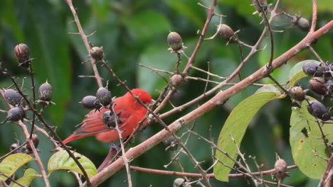 Tangara-De-Verano-Macho-De-Color-Rojo-Sentado-En-El-árbol