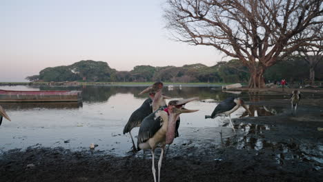 marabou stork catching fish thrown by people in awassa, ethiopia