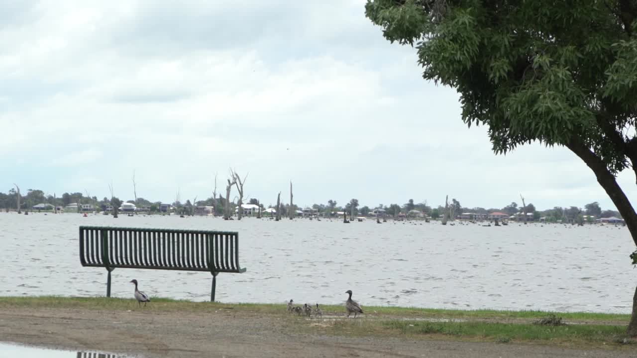 오리 새끼와 오리 가족 호숫가에 병아리