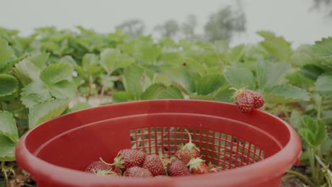 Voller-Eimer-Mit-Roten-Erdbeeren,-Während-Am-Rand-Eine-Einzigartige-Erdbeerform-Platziert-Ist