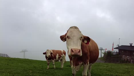 Red-and-white-cows-graze-on-an-alpine-meadow,-close-up