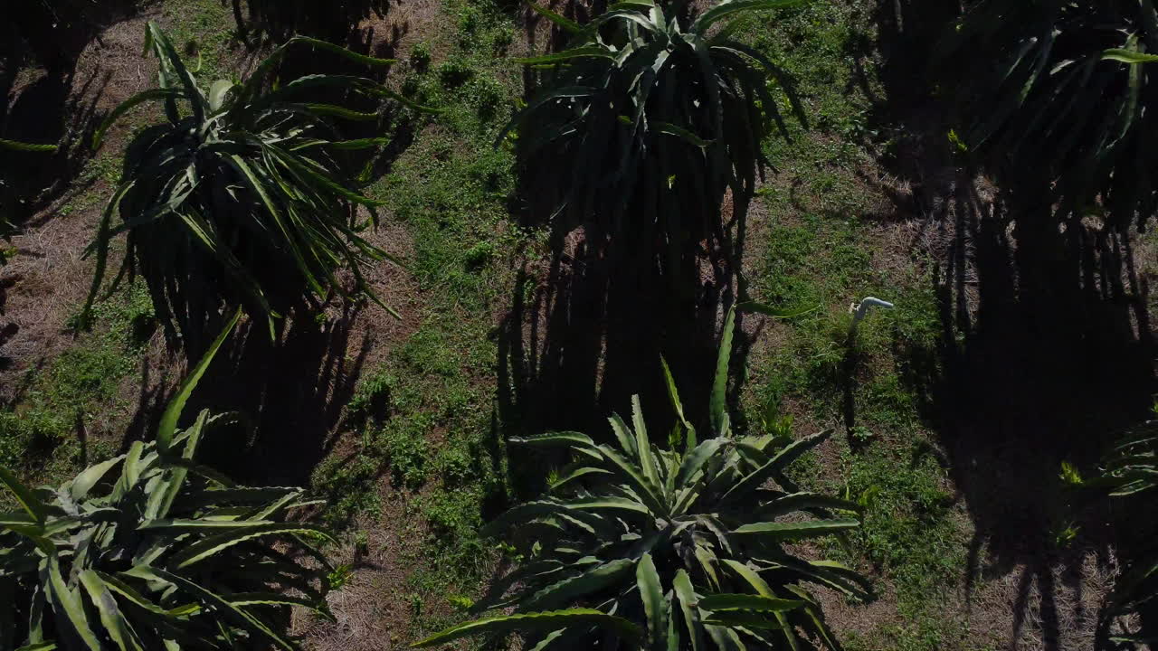 공중 비행 드래곤 과일 농업 농장 필드 농장, 패닝 공개