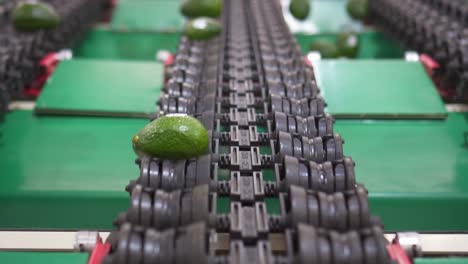 avocado conveyor belt in a processing plant