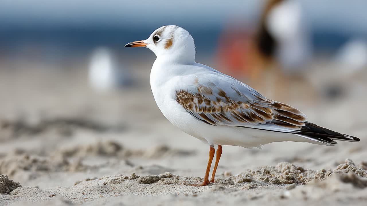 En smuk måge, der står elegant på sandstranden og viser sin unikke fjerdragt og opmærksomme positur mod en fredfyldt kystbaggrund.