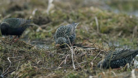 Gemeiner-Star,-Der-Im-Gras-Nach-Nahrung-Sucht-Und-In-Einer-Wasserpfütze-Badet