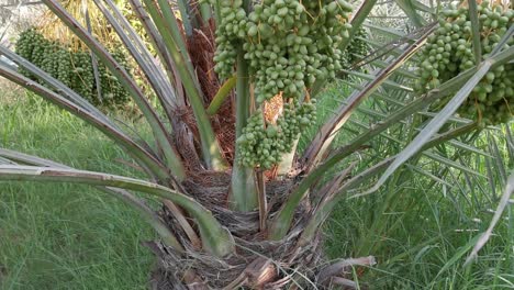 árbol de palma