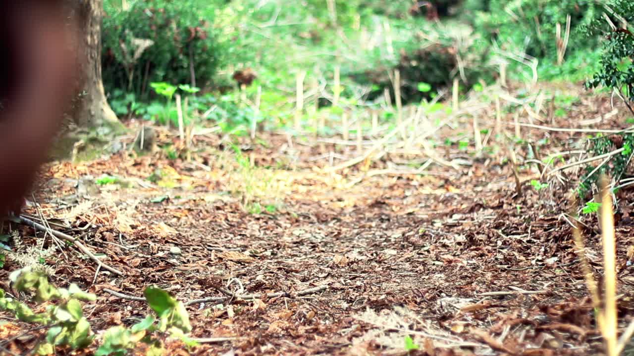 Promenade dans un parc forestier d'automne 1