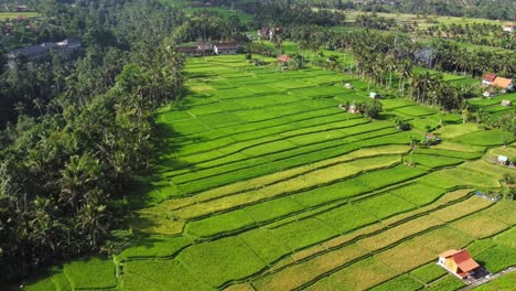 aerial 4k drone footage: breathtaking view of rice fields, villas, tropical beauty near campuhan ridge, ubud, bali