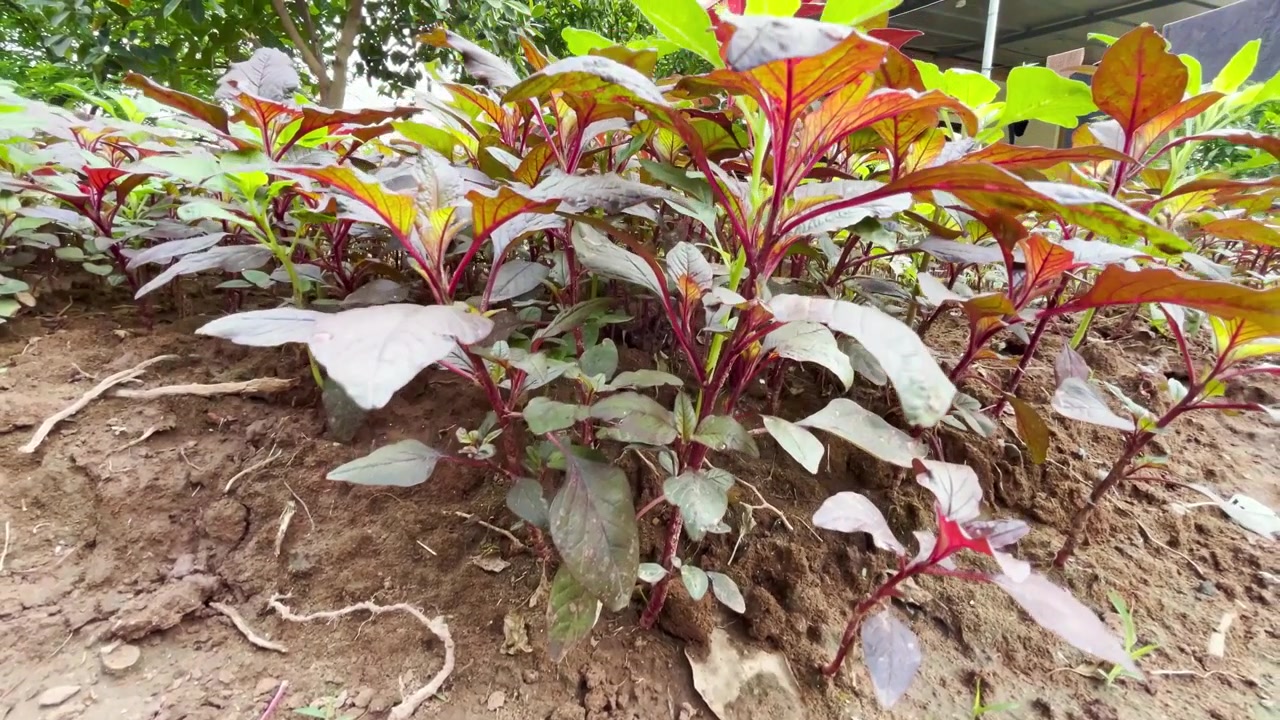 Giovani piante di amaranto rosso che crescono nel terreno del giardino