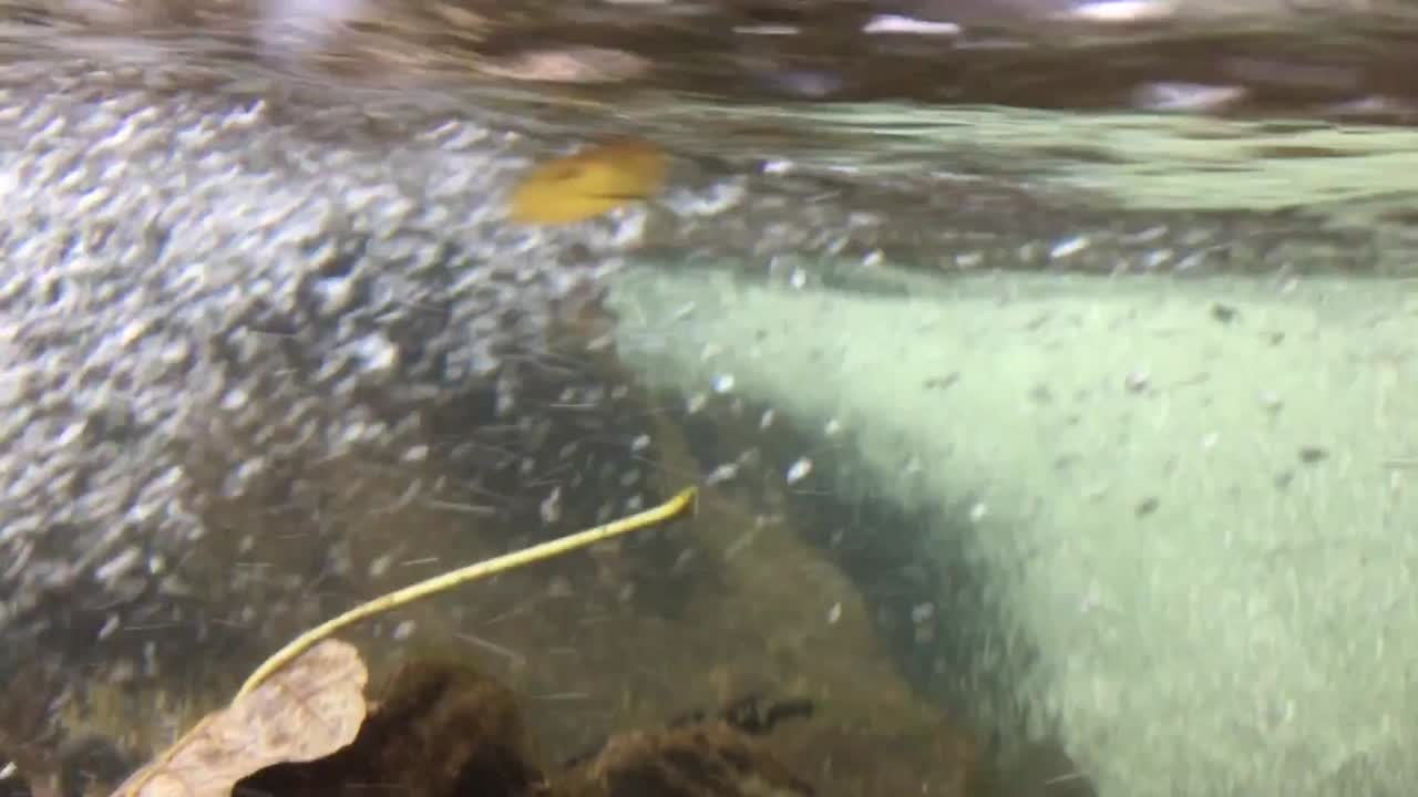 Underwater video of a small stream, autumn leaves flow with the water.