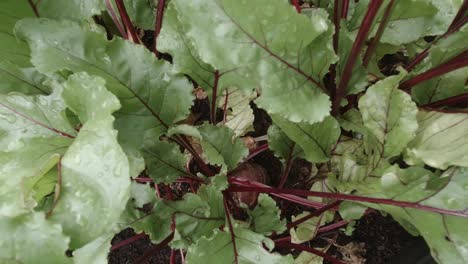 healthy leafy green beetroot crop plants growing in vegetable garden