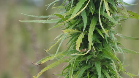 narcotic marijuana plants in agricultural field outdoors